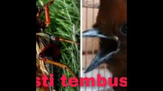 TEMBAKAN JANGKRIK D SAMBUNG CILILIN PASTI TEMBUS; MASTERAN MURAI BATU,CUCAK HIJAU,KACER JEDA 1 MENIT