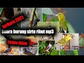 Suara Burung Sirtu Ribut Pikat Paling Ampuh Terbaru Mp3 - Mp4 Download