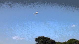 Flight Cuttlefish