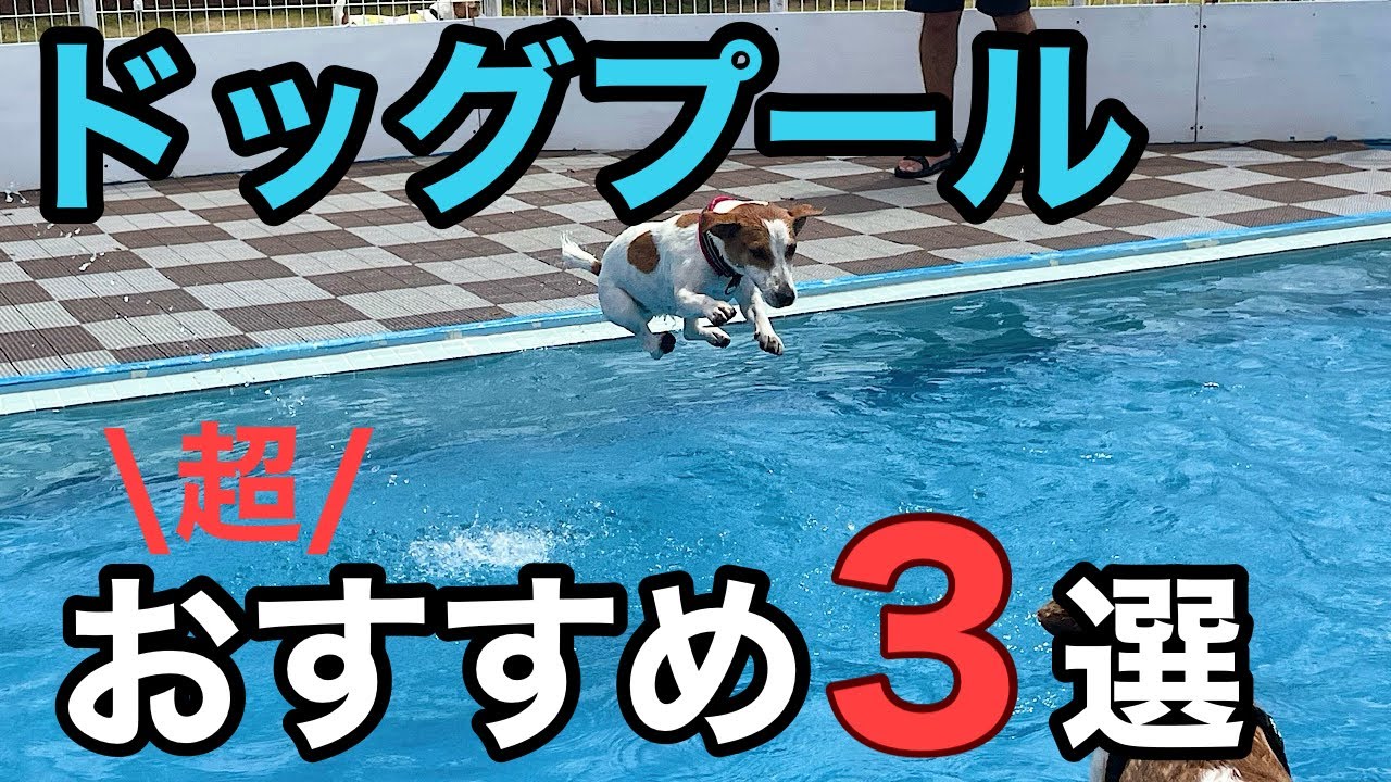 ドッグプール　手作り Recommended] Introducing our family's three favorite dog pools