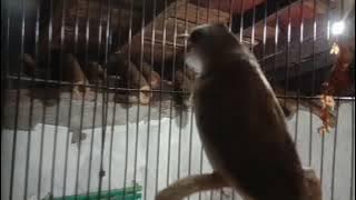TEROCOK LOKAL,SUDAH BOCOR DORR, BUWAT MASTERAN BURUG MACET BUNYI...!!!