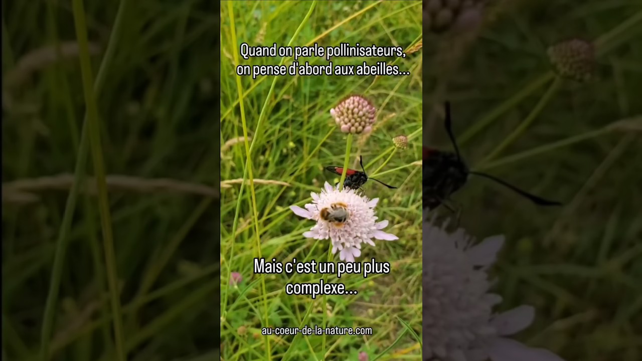 Quels #pollinisateurs pour notre #jardin et nos #champs : un tableau complet! #ecoledejardinage