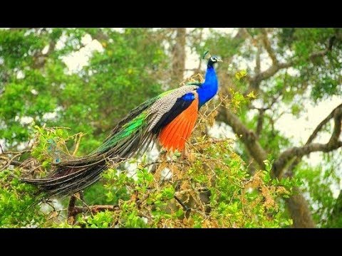 Khổng tước - loài chim to lớn xinh đẹp và dài nhất còn tồn tại trên thế  giới - YouTube