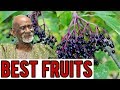 Dr Sebi Reveals The Best Fruits And Berries To Eat