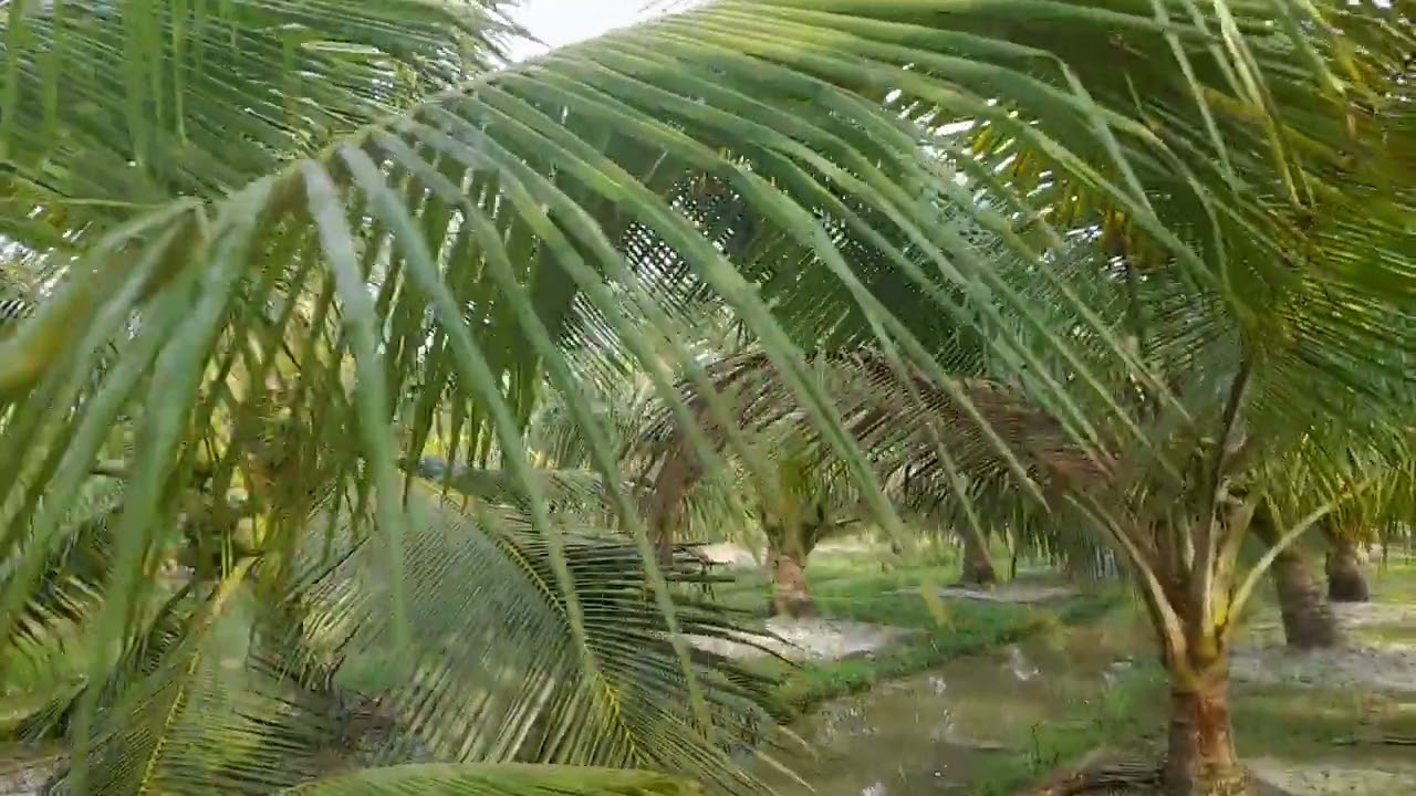 Chăm sóc dừa ta kính Chào anh chị em đã xem video vườn dừa 