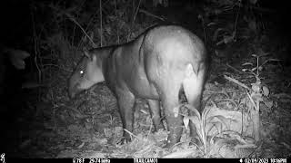 Female and male Baird&#39;s Tapir captured on a camera trap in Drake Bay, Costa Rica - February 9, 2023