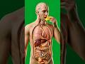 What Mango Does To Your Body — Inside Out # #foodscienceadda247 #3danimation #animagic