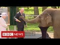 Prince philip remembered as pioneer of wildlife conservation  bbc news