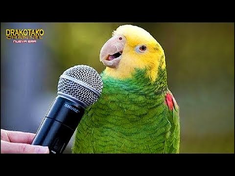 TOP 10 AVES QUE HABLAN MÁS INCREÍBLES DEL MUNDO