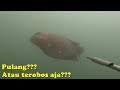 Spearfishing ke sarang ikan gurame dan ikan mas di sungai ini, Ketemu ini!!!