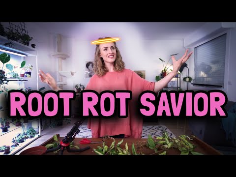 Video: Root Rot Of Indoor Plants As A Result Of Improper Watering