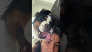 Can’t get anything done with Dogs 😂