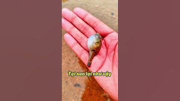 CÁ NÓC - SINH VẬT BIỂN #cothebanchuabiet #dongvat