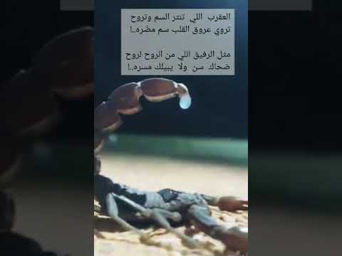 العقرب اللي تنثر السم وتروح