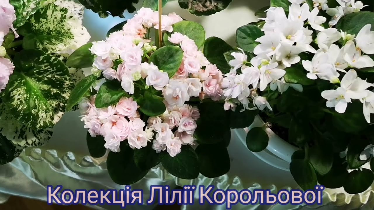 Виставка фіалок у Києві (м.Театральна) 14-16.05.2021 р. Колекція Лілії Корольової.