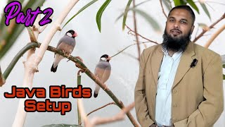 Fawn Java Sparrow Setup || Visited in Lahore Pakistan