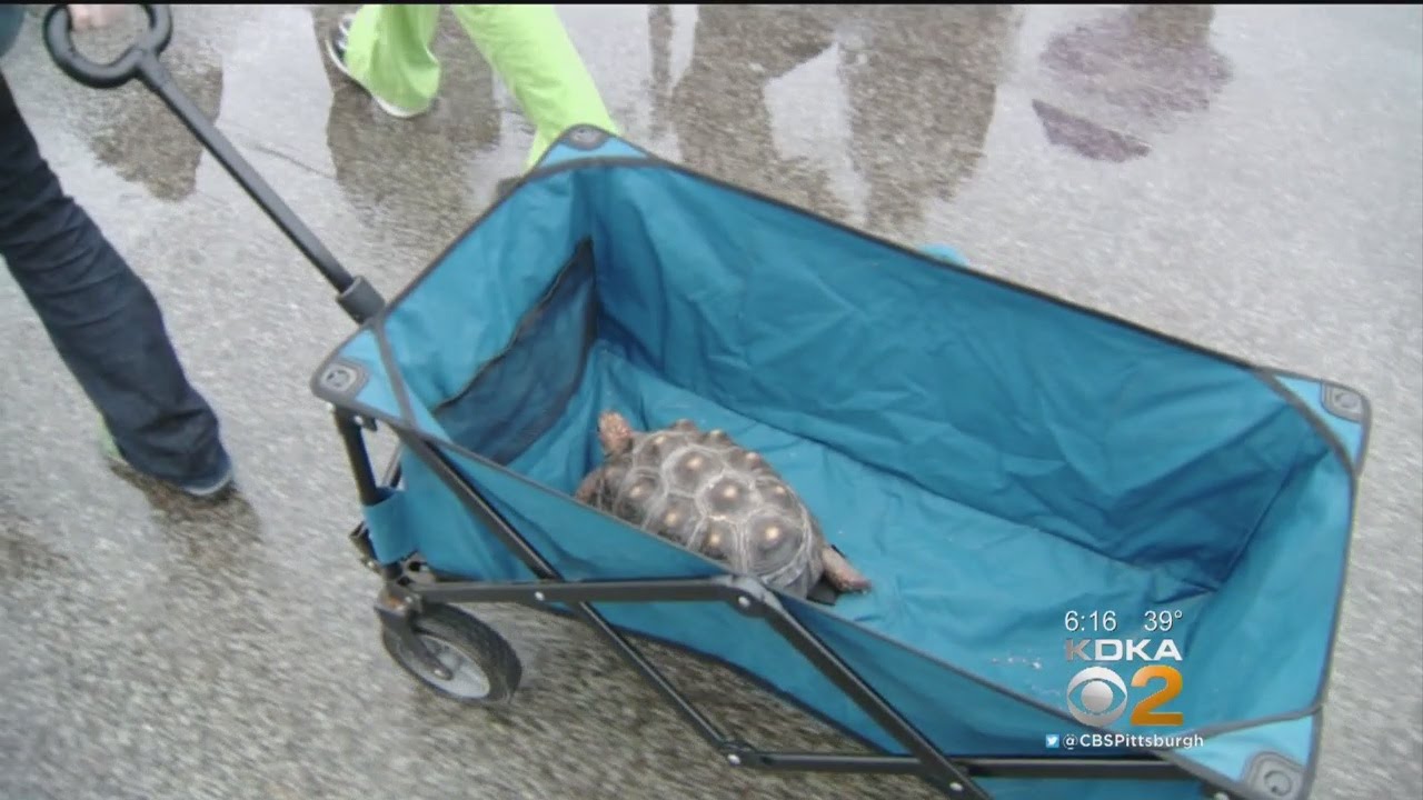 'Parade Of Future Pets' Takes Place In Homewood
