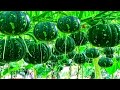 (Full) Pumpkin farming | Step By Step Grow | A2Z Pumpkin | Kaddu ki kheti | कद्दू की खेती | दवा, खाद