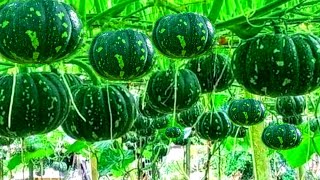 Pumpkin farming | Step By Step Grow | A2Z Pumpkin | Kaddu ki kheti | कद्दू की खेती | दवा, खाद