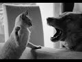 😺 Всё, ты меня разозлил! 🐈 Смешное видео с котами и собаками для хорошего настроения! 😸