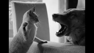 😺 Всё, ты меня разозлил! 🐈 Смешное видео с котами и собаками для хорошего настроения! 😸