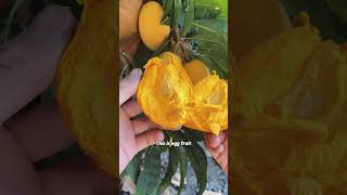 Can you eat this fruit?#WeirdFruits #FoodFacts #ExoticFruit #FoodLover #DidYouKnow