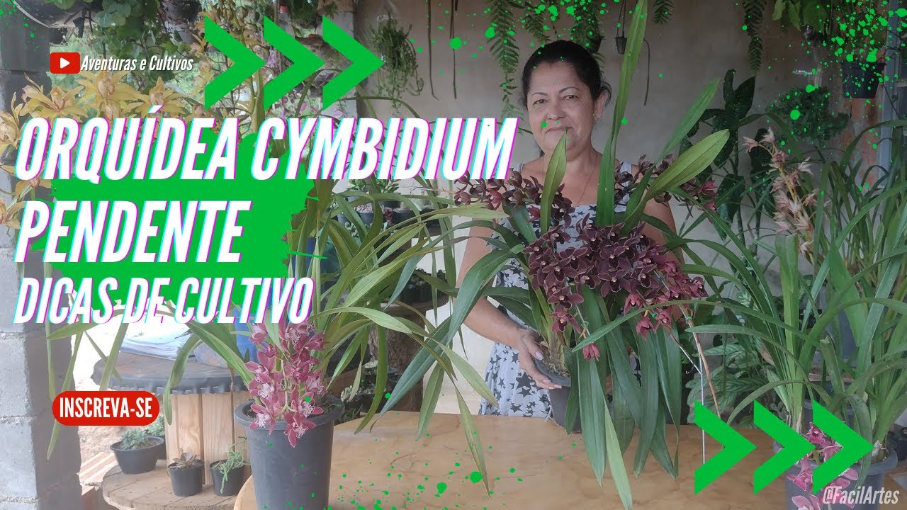 Orquídea Cymbidium Pendente - Replante passo a passo