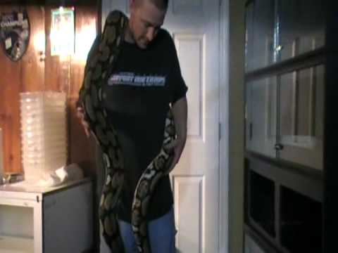 tiger retic
