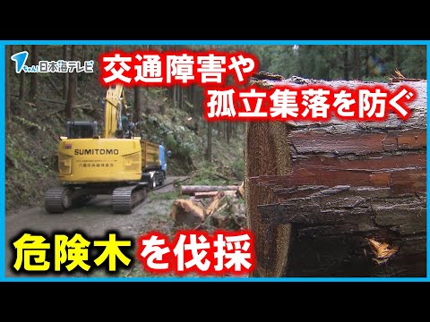 【倒木被害を防止】交通障害や孤立集落発生を防ぐ　積雪などにより倒れる“危険木"を伐採　鳥取県八頭町