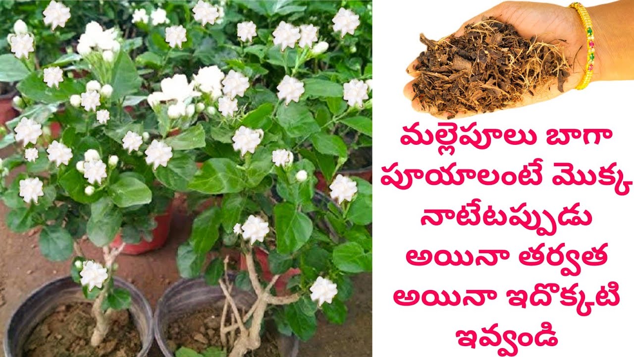 Malle chettu ela penchali  jasmine plant growing tips  jasmine plant care  jasmine flower