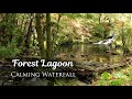 Calming Forest Waterfall Ambience, Flowing River Water Sounds | for Relaxation, Focus, Meditation