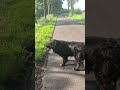 Tierkommunikation