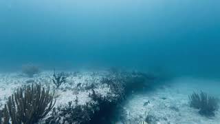 Polespear Fishing In Bimini 20 Miles North Cubera .35 Feet Had To Wait A While For The Shot