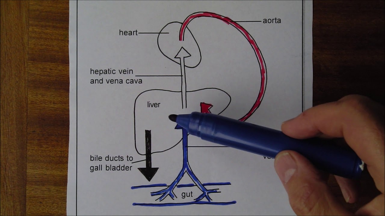 liver-in-diagrams-1-blood-supply-youtube