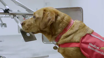 Is it true that dogs can smell cancer?