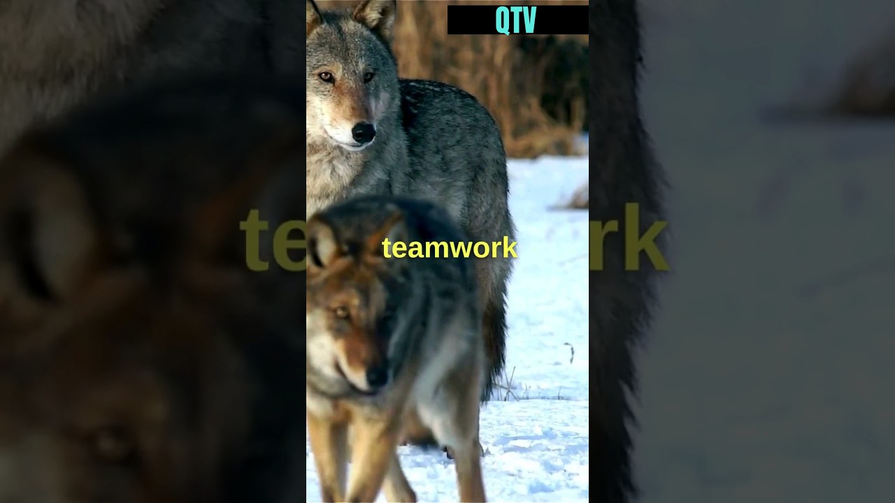 The INCREDIBLE Endurance of WOLVES! 🐺🌲