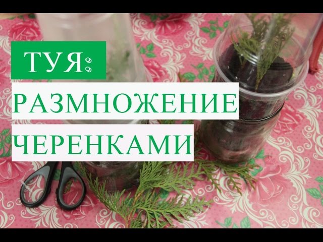 Туя Размножение Черенками.