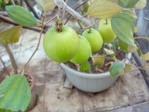 HOW TO GROW JUJUBE FRUIT OR APPLE BER TREE EASILY IN CONTAINER ON TERRACE