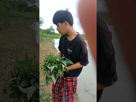 Manguha tayo Ng kangkong sa bukid , masarap adobohin!! #familyvlog #provincelife