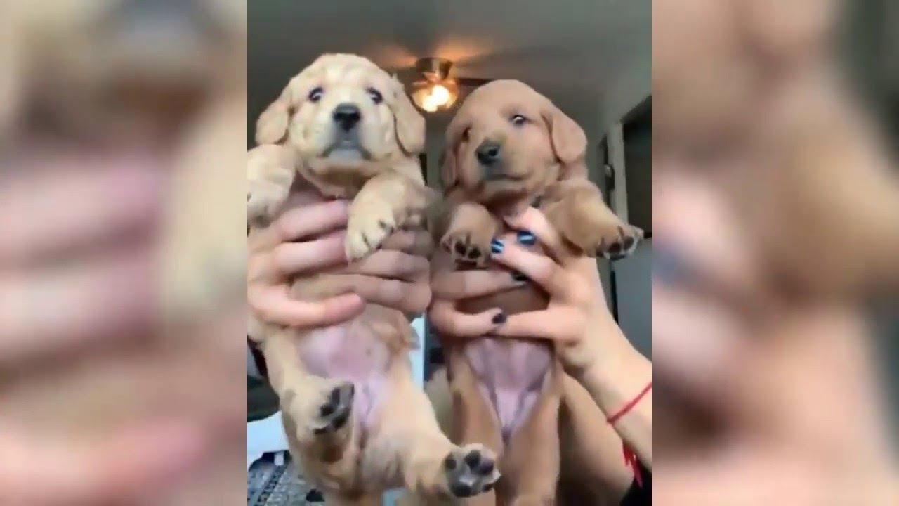 ニヤニヤ おもしろ犬 かわいいシェパード犬の超おもしろいハプニング 動画集 754 猫のハプニング集 Youtube