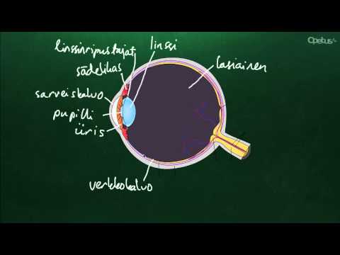 Video: Mikä on silmän eksenteraatio?