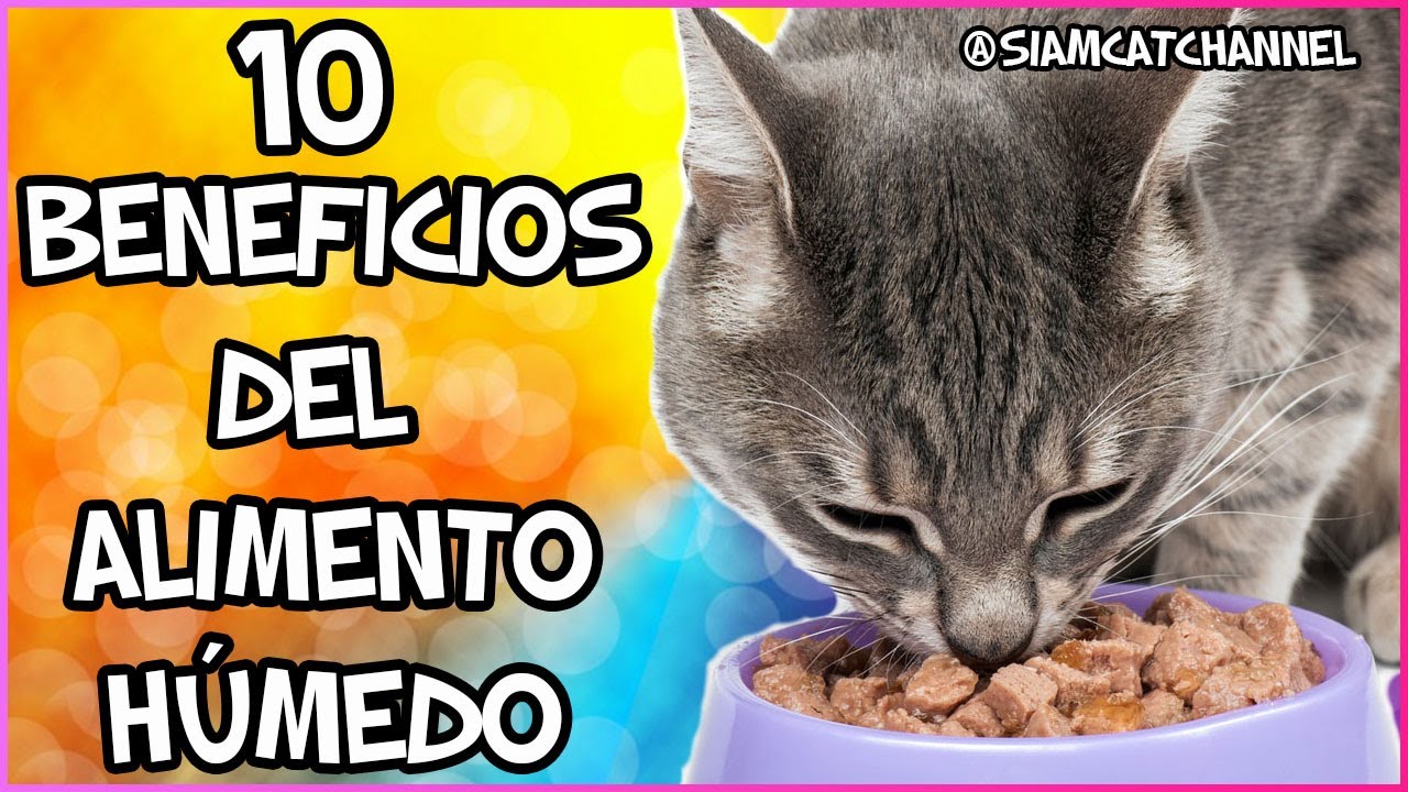 Comida Casera Para Gatos Con Problemas Renales, Hepáticos y Leucemia Felina  - SiamCatChannel - YouTube