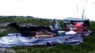 Download Lagu Alligator verstoort picknick: 'Salami had geen schijn van kans' - RTL NIEUWS MP3