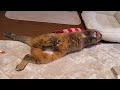 家主の奪い合いと夜更かしサビちゃんの大暴走