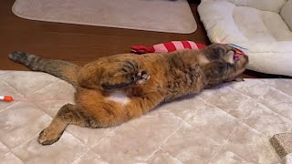 家主の奪い合いと夜更かしサビちゃんの大暴走