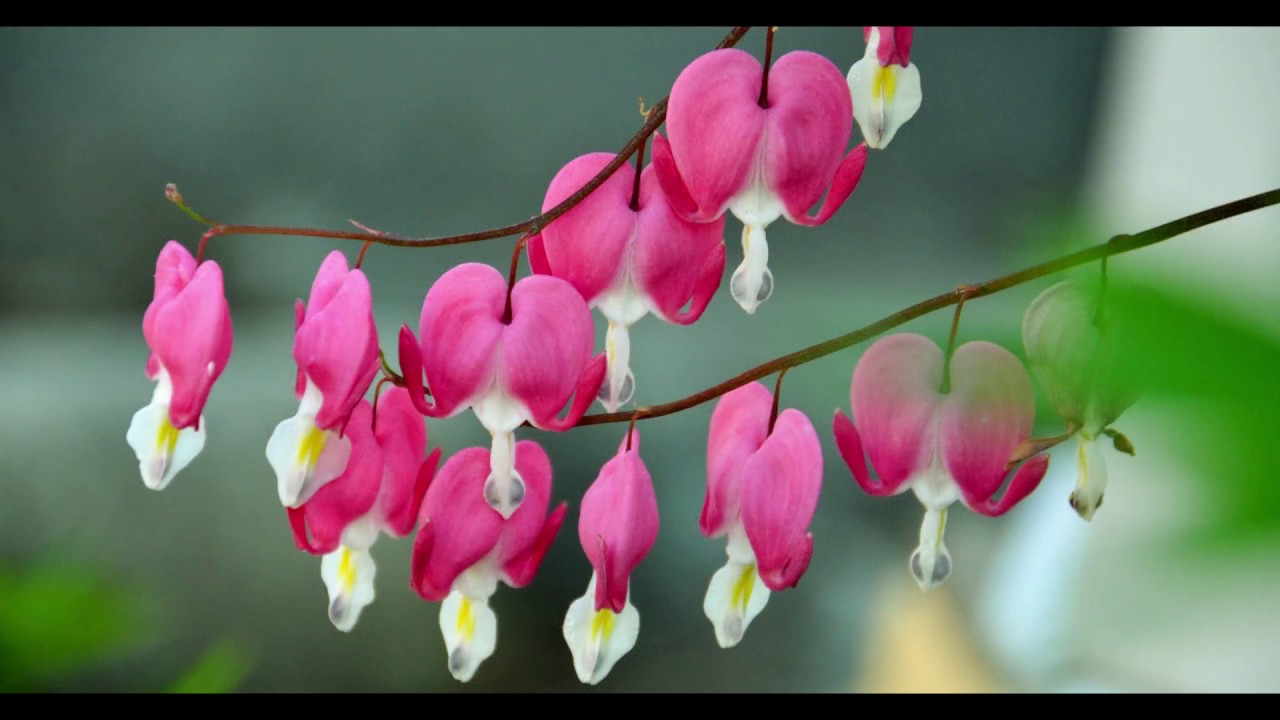 泣かないさ YouTube