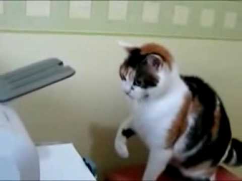 KociaWalka.wmv