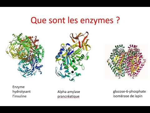 Vidéo: Laquelle des définitions suivantes est la meilleure définition d'une enzyme ?