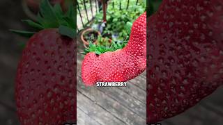 What Causes Strawberry Seeds To Sprout Early