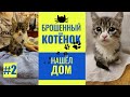 🐱 Брошенный котенок нашел свой дом 🏠 День второй.